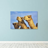 Drie kamelen, kameelmarkt, Caïro, Egypte Canvas Afdruk (Insitu (Houten vloer))