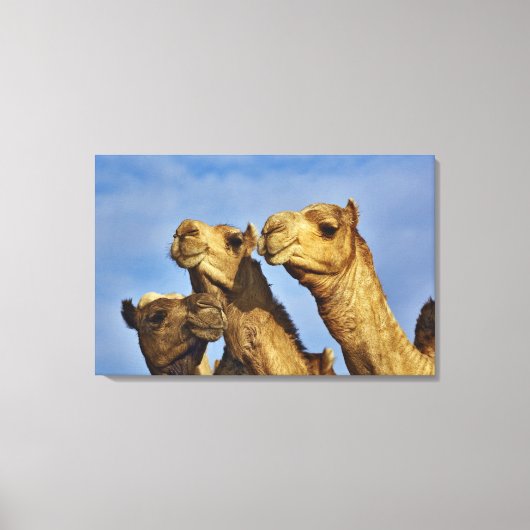 Drie kamelen, kameelmarkt, Caïro, Egypte Canvas Afdruk (Voorkant)