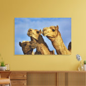 Drie kamelen, kameelmarkt, Caïro, Egypte Canvas Afdruk (Insitu (Woonkamer))