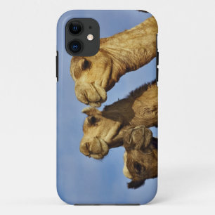 Drie kamelen, kameelmarkt, Caïro, Egypte iPhone 11 Hoesje