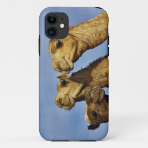 Drie kamelen, kameelmarkt, Caïro, Egypte iPhone 11 Hoesje
