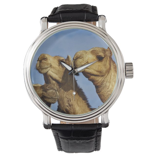 Drie kamelen, kameelmarkt, Caïro, Egypte Horloge (Voorkant)