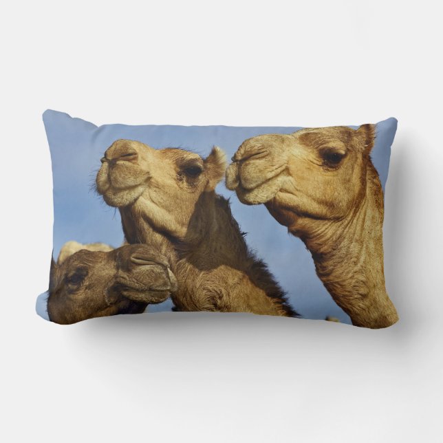 Drie kamelen, kameelmarkt, Caïro, Egypte Kussen (Voorkant)