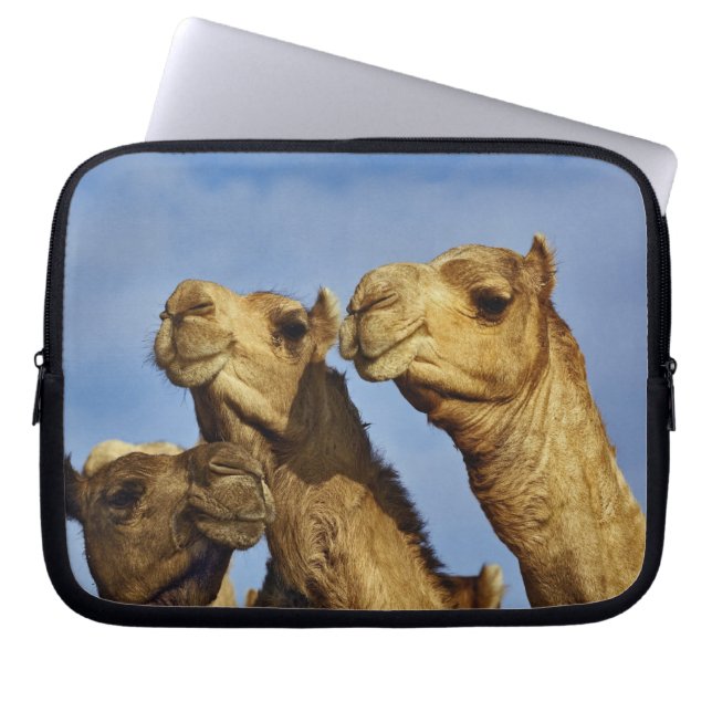Drie kamelen, kameelmarkt, Caïro, Egypte Laptop Sleeve (Voorkant)