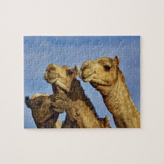 Drie kamelen, kameelmarkt, Caïro, Egypte Legpuzzel (Horizontaal)