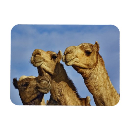 Drie kamelen, kameelmarkt, Caïro, Egypte Magneet (Horizontaal)