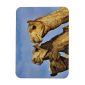 Drie kamelen, kameelmarkt, Caïro, Egypte Magneet (Verticaal)