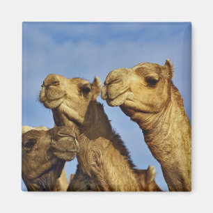 Drie kamelen, kameelmarkt, Caïro, Egypte Magneet