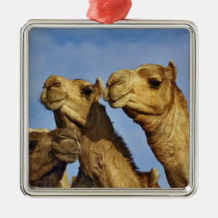 Drie kamelen, kameelmarkt, Caïro, Egypte Metalen Ornament