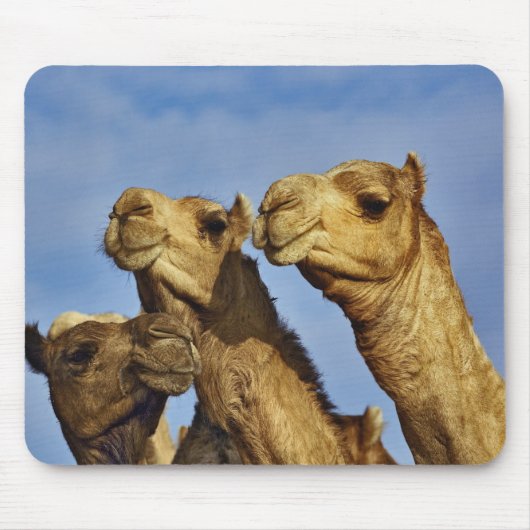 Drie kamelen, kameelmarkt, Caïro, Egypte Muismat (Voorkant)