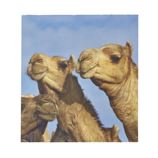 Drie kamelen, kameelmarkt, Caïro, Egypte Notitieblok (Voorkant)