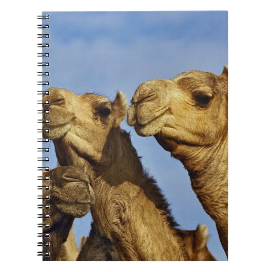 Drie kamelen, kameelmarkt, Caïro, Egypte Notitieboek (Voorkant)