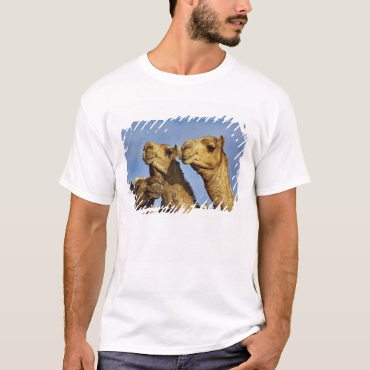 Drie kamelen, kameelmarkt, Caïro, Egypte T-shirt (Voorkant)