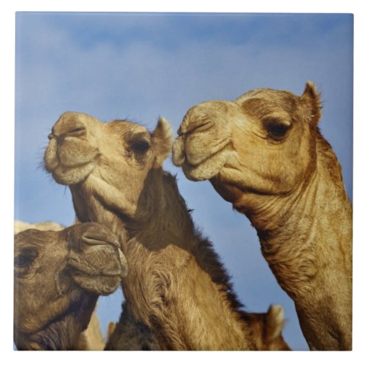 Drie kamelen, kameelmarkt, Caïro, Egypte Tegeltje (Voorkant)