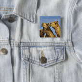 Drie kamelen, kameelmarkt, Caïro, Egypte Vierkante Button 5,1 Cm (In situ)