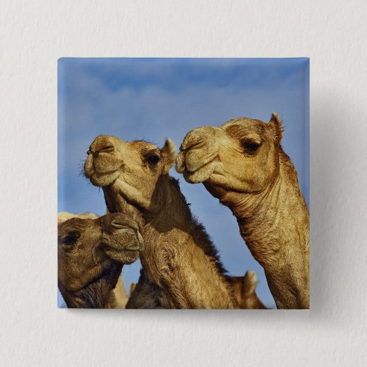 Drie kamelen, kameelmarkt, Caïro, Egypte Vierkante Button 5,1 Cm (Voorkant)