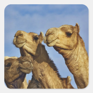 Drie kamelen, kameelmarkt, Caïro, Egypte Vierkante Sticker