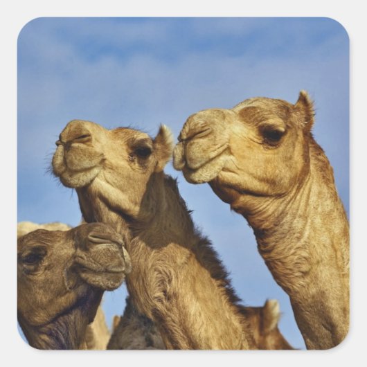 Drie kamelen, kameelmarkt, Caïro, Egypte Vierkante Sticker (Voorkant)