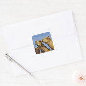 Drie kamelen, kameelmarkt, Caïro, Egypte Vierkante Sticker (Envelop)