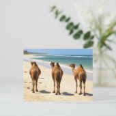 Drie kamelen op het strand in Mombasa, Kenia Briefkaart (Staand voorkant)