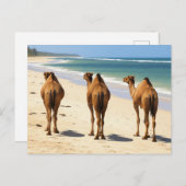 Drie kamelen op het strand in Mombasa, Kenia Briefkaart (Voorkant / Achterkant)