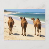 Drie kamelen op het strand in Mombasa, Kenia Briefkaart (Voorkant)