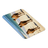 Drie kamelen op het strand in Mombasa, Kenia Magneet (Rechterzijde)