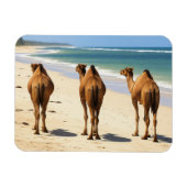 Drie kamelen op het strand in Mombasa, Kenia Magneet (Horizontaal)