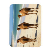 Drie kamelen op het strand in Mombasa, Kenia Magneet (Verticaal)