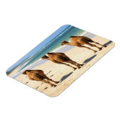 Drie kamelen op het strand in Mombasa, Kenia Magneet (Linkerzijde)