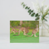 drie kangoeroes briefkaart (Staand voorkant)