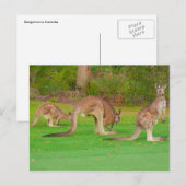drie kangoeroes briefkaart (Voorkant / Achterkant)
