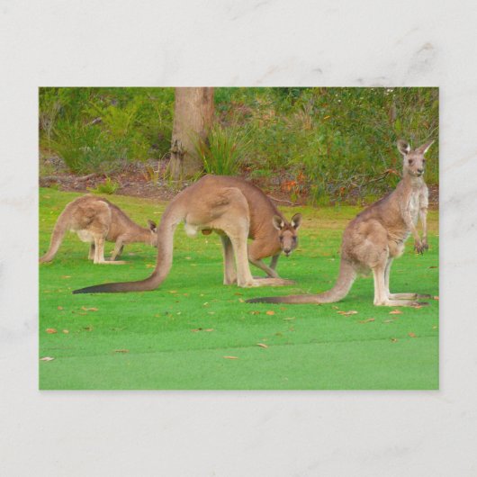 drie kangoeroes briefkaart (Voorkant)