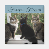 Drie Kat Vrienden in de Magnet van het Venster (Voorkant)