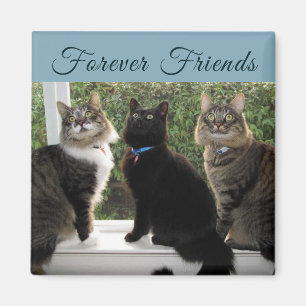 Drie Kat Vrienden in de Magnet van het Venster