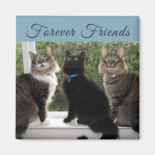 Drie Kat Vrienden in de Magnet van het Venster (Voorkant)