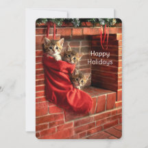 Drie katjes in een Kerststrump Feestdag