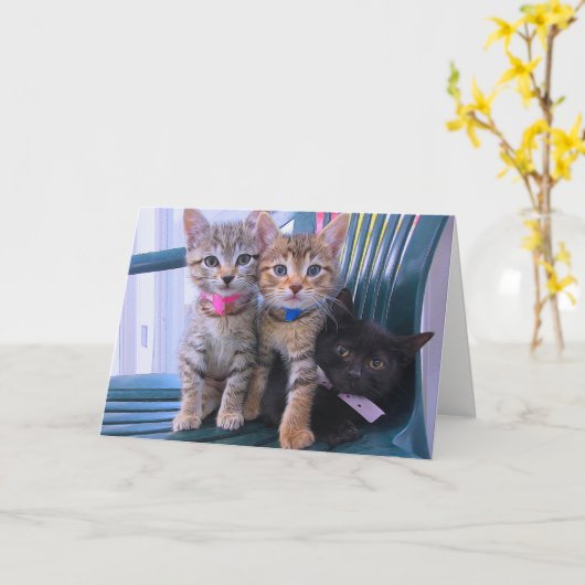 Drie katjes kaart (Gele Bloem)
