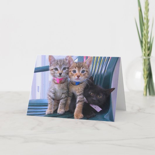 Drie katjes kaart (Voorkant)
