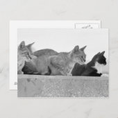 Drie katten briefkaart (Voorkant / Achterkant)