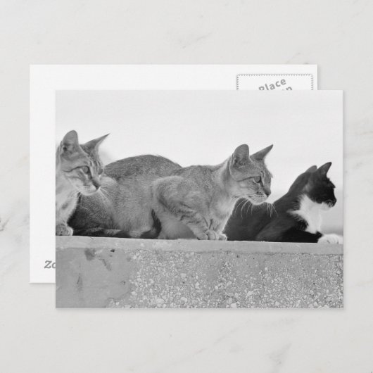 Drie katten briefkaart (Voorkant / Achterkant)