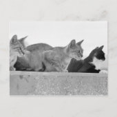 Drie katten briefkaart (Voorkant)