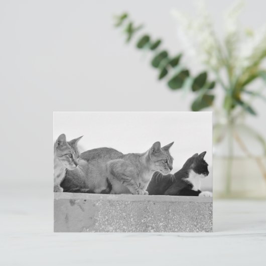 Drie katten briefkaart (Staand voorkant)