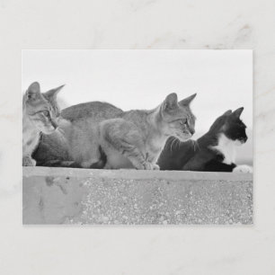 Drie katten briefkaart