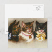 "Drie katten" Briefkaart (Voorkant / Achterkant)