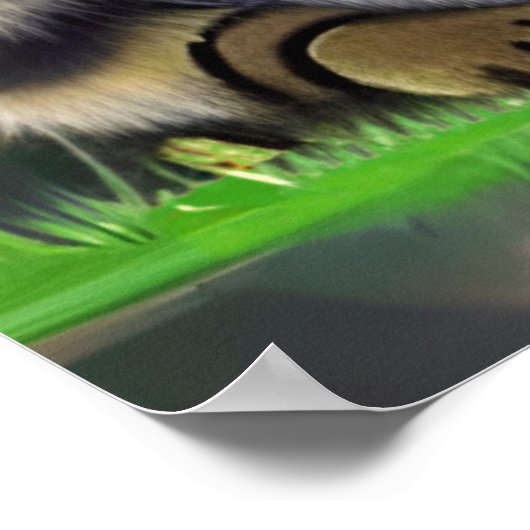 Drie Katten met een Houding Poster (Hoek)