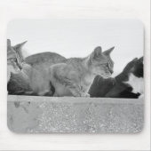 Drie katten muismat (Voorkant)