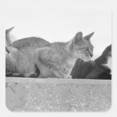 Drie katten vierkante sticker (Voorkant)