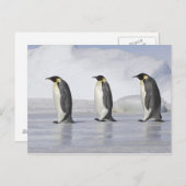 Drie keizerpenguins, Snow Hill Island Briefkaart (Voorkant / Achterkant)