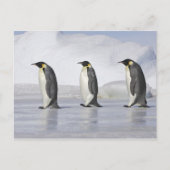 Drie keizerpenguins, Snow Hill Island Briefkaart (Voorkant)